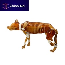 MRI veterinary test phantom CT Scanultrasound imagingX-ray