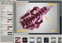 Medical software LAS EZfor digital microscopesvisualizationeducation