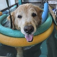 Underwater veterinary treadmill AQUATIC for dogs