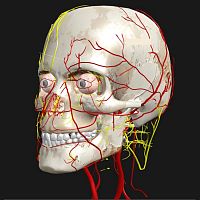 Education software medicalanatomy3D viewing
