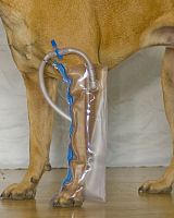 Paw veterinary splint for caninesinflatable