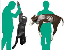 Veterinary training manikin for dystociacattlered