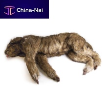 Surgery training manikin VET4630veterinaryfor demonstrationdog
