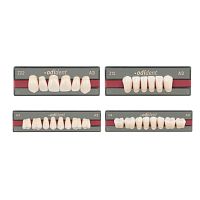PMMA dental prosthesis Odidenttranslucentanatomical