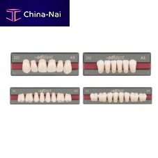 PMMA dental prosthesis Odidenttranslucentanatomical