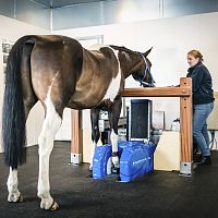 Veterinary MRI system EQ2for equines
