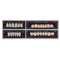 Acrylic dental prosthesis NT Unayanterior teethposterior teeth