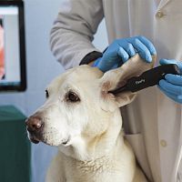 Video veterinary otoscope DE551for small animalsfor catsfor dogs